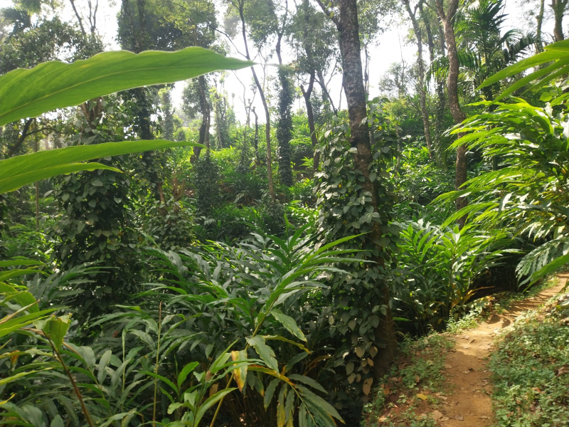  7 Acre Agricultural/Farm Land for Sale in Mannarkkad, Palakkad