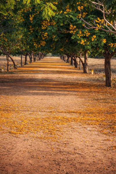  800 Sq.ft. Residential Plot for Sale in Kariapatti, Virudhunagar