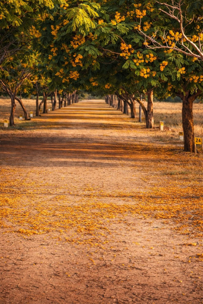  800 Sq.ft. Residential Plot for Sale in Kariapatti, Virudhunagar