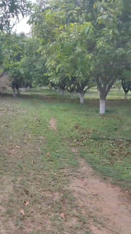 Pargi, Vikarabad photo 2