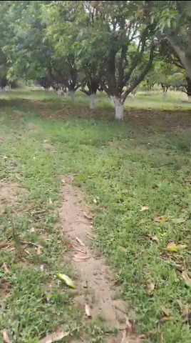 Pargi, Vikarabad photo 4