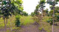  Residential Plot for Sale in Narayankhed, Sangareddy