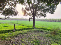  Agricultural Land for Sale in Tappal, Aligarh