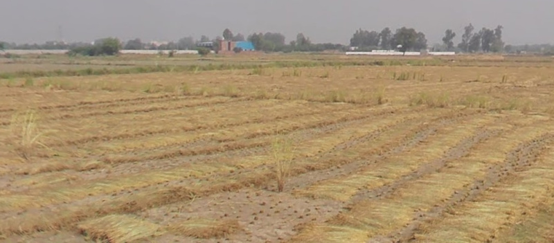  8 Acre Agricultural/Farm Land for Sale in Tappal, Aligarh