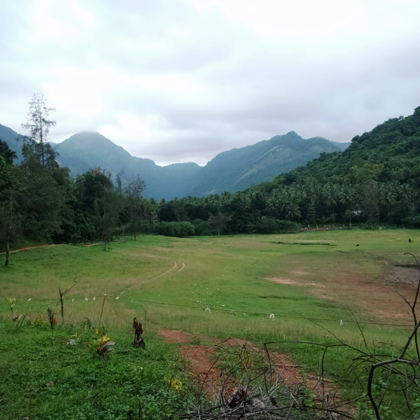  175 Cent Agricultural/Farm Land for Sale in Thamarassery, Kozhikode
