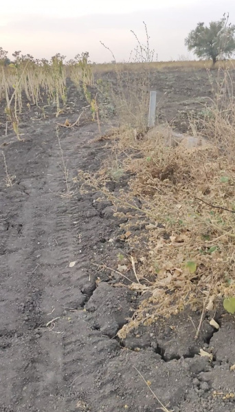  3 Acre Agricultural/Farm Land for Sale in Peddapadu Road, Kurnool