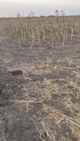  3 Acre Agricultural/Farm Land for Sale in Peddapadu Road, Kurnool