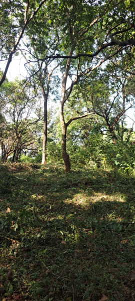  3150 Sq. Meter Residential Plot for Sale in Divar Island, North Goa, 