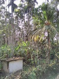  Agricultural Land for Sale in Kulshekar, Mangalore