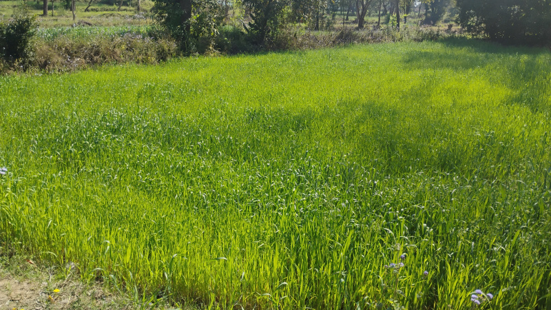  27 Biswa Residential Plot for Sale in Jhanduta, Bilaspur