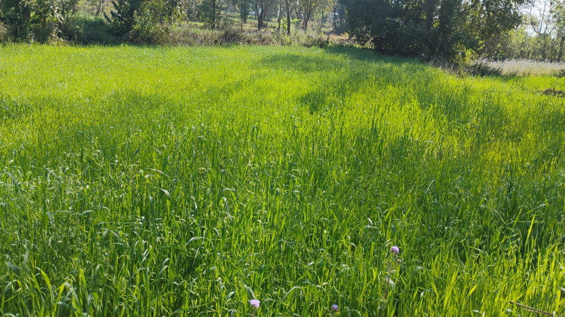  27 Biswa Residential Plot for Sale in Jhanduta, Bilaspur