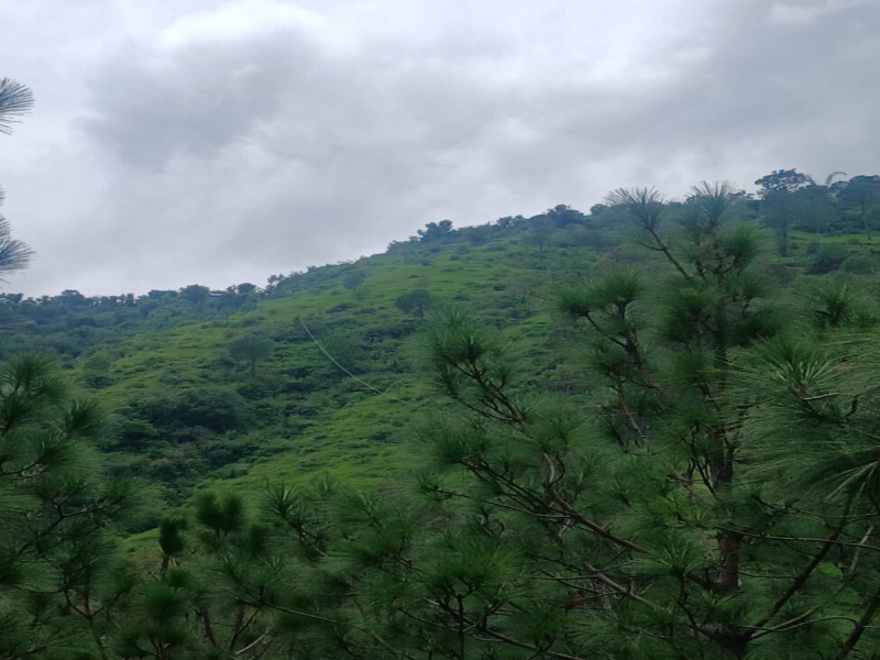 Chail, Shimla photo 3