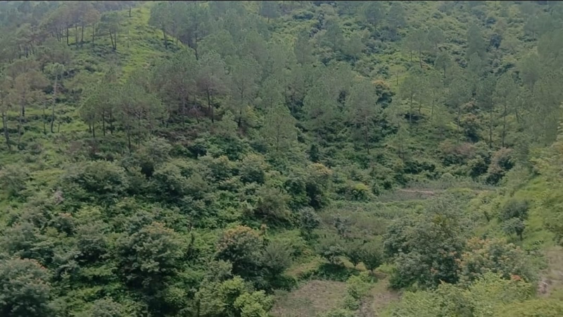 Chail, Shimla photo 4