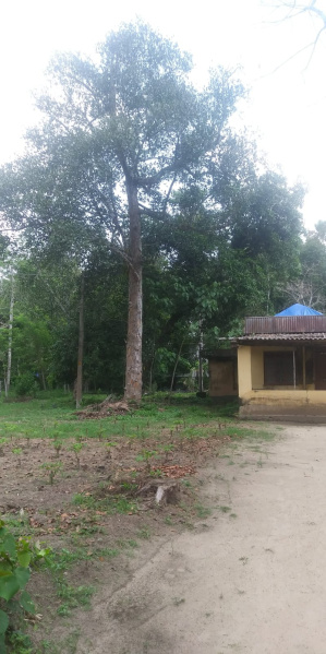  65 Cent Residential Plot for Sale in Haripad, Alappuzha