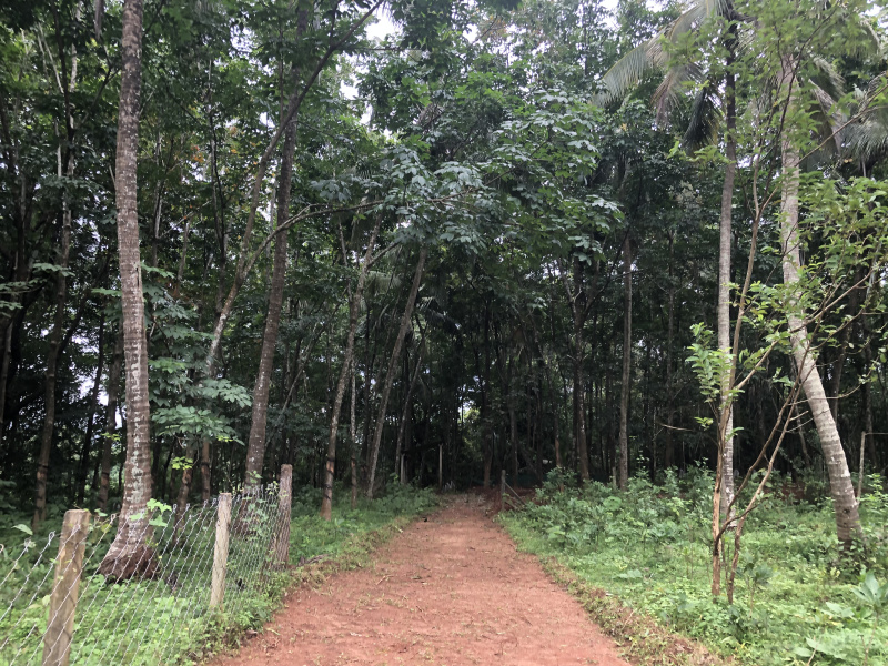  40 Cent Residential Plot for Sale in Kongad, Palakkad