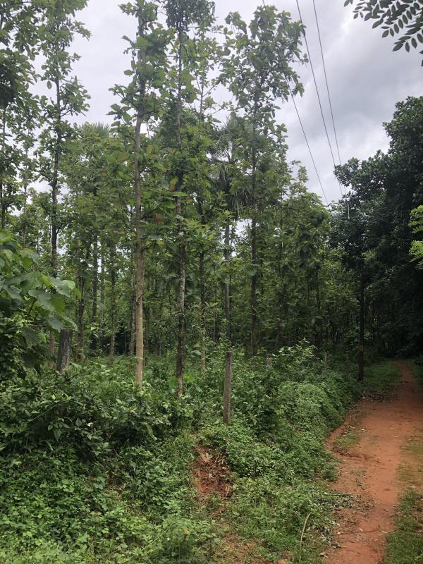  40 Cent Residential Plot for Sale in Kongad, Palakkad