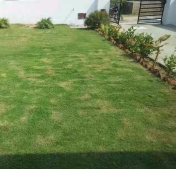  Residential Plot for Sale in Sector 21 Panchkula