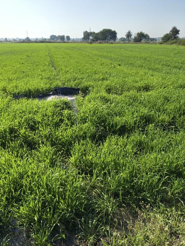  22 Bigha Agricultural/Farm Land for Rent in Jamuniyakhurd, Neemuch