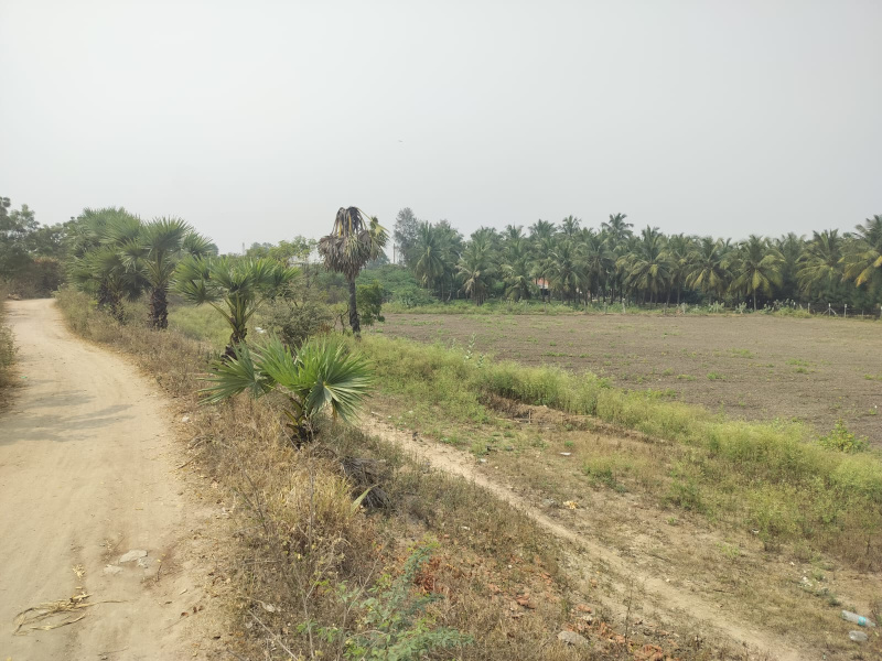  100 Cent Agricultural/Farm Land for Sale in Andipalayam, Tirupur