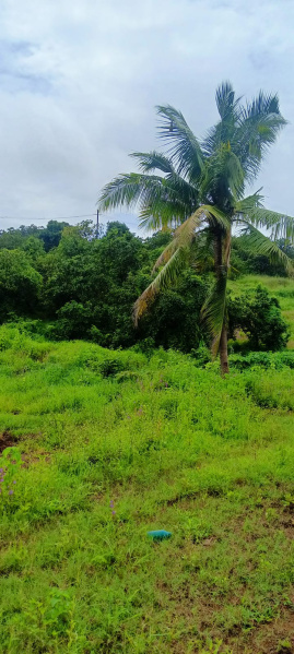 Dapoli, Ratnagiri photo 3
