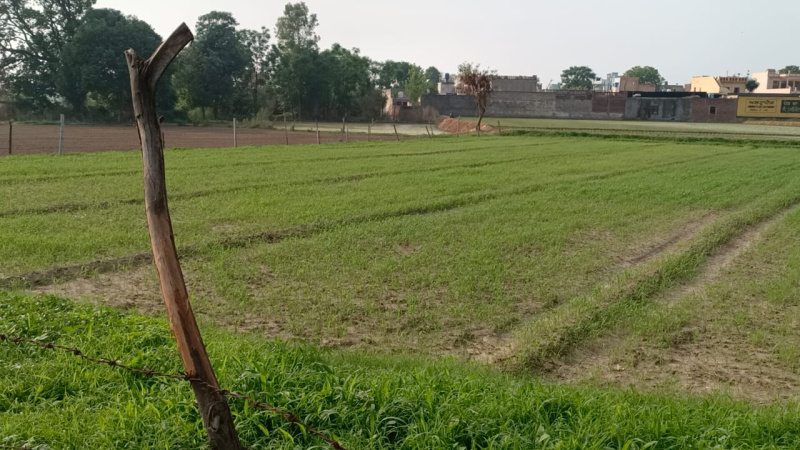  19500 Sq.ft. Agricultural/Farm Land for Sale in Morinda, Rupnagar