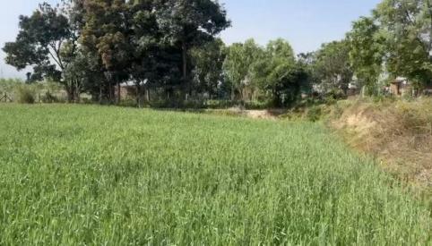  12 Bigha Agricultural/Farm Land for Sale in Vikas Nagar, Dehradun