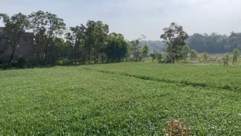  12 Bigha Agricultural/Farm Land for Sale in Vikas Nagar, Dehradun