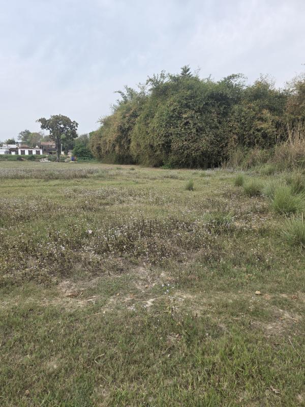  11 Bigha Agricultural/Farm Land for Rent in Maya Bazar, Faizabad