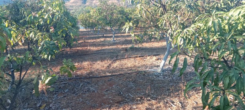  40000 Sq.ft. Agricultural/Farm Land for Sale in Taluka Velhe, Pune