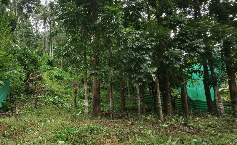  17 Cent Residential Plot for Sale in Kattappana, Idukki