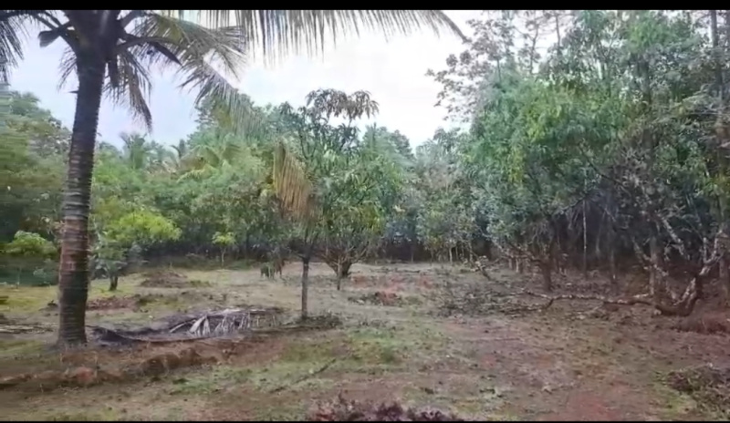  36 Guntha Agricultural/Farm Land for Sale in Sawantwadi, Sindhudurg