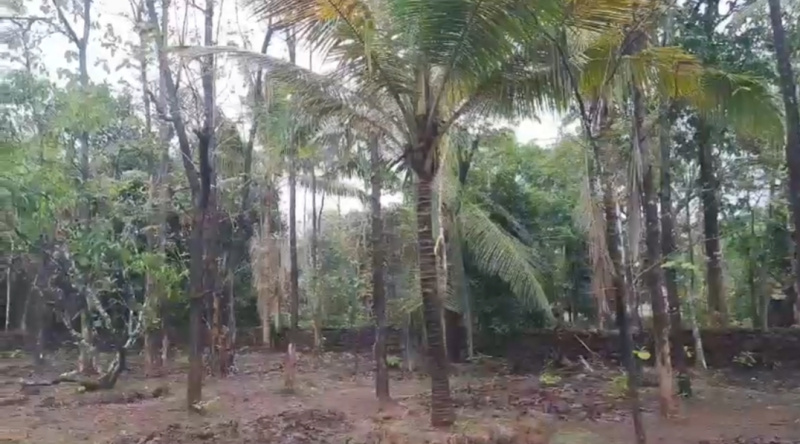  36 Guntha Agricultural/Farm Land for Sale in Sawantwadi, Sindhudurg