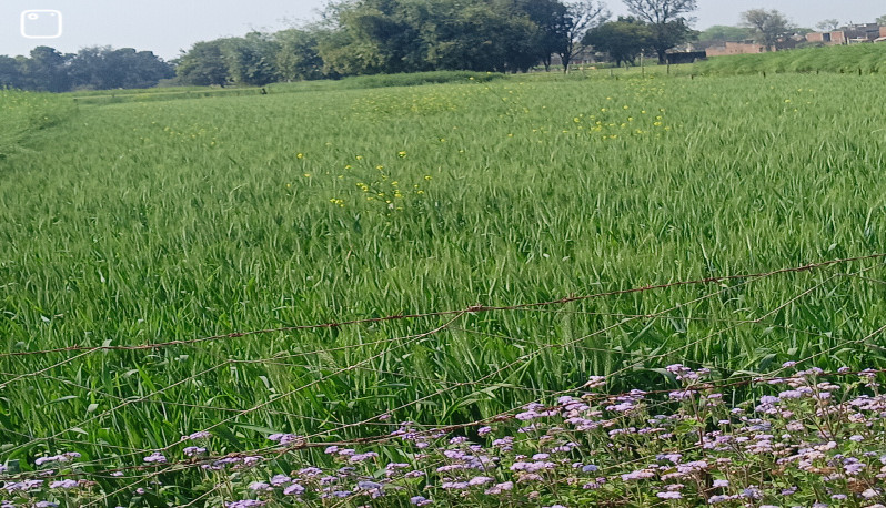  16000 Sq.ft. Residential Plot for Sale in Mansoorabad, Allahabad