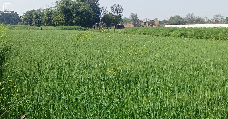  16000 Sq.ft. Residential Plot for Sale in Mansoorabad, Allahabad