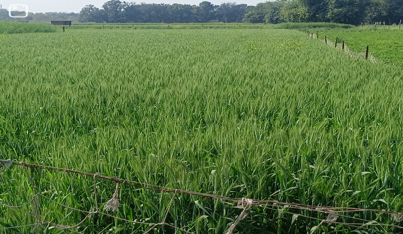  16000 Sq.ft. Residential Plot for Sale in Mansoorabad, Allahabad