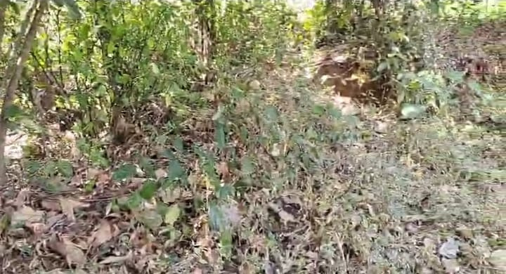  45 Cent Residential Plot for Sale in Polpully, Palakkad