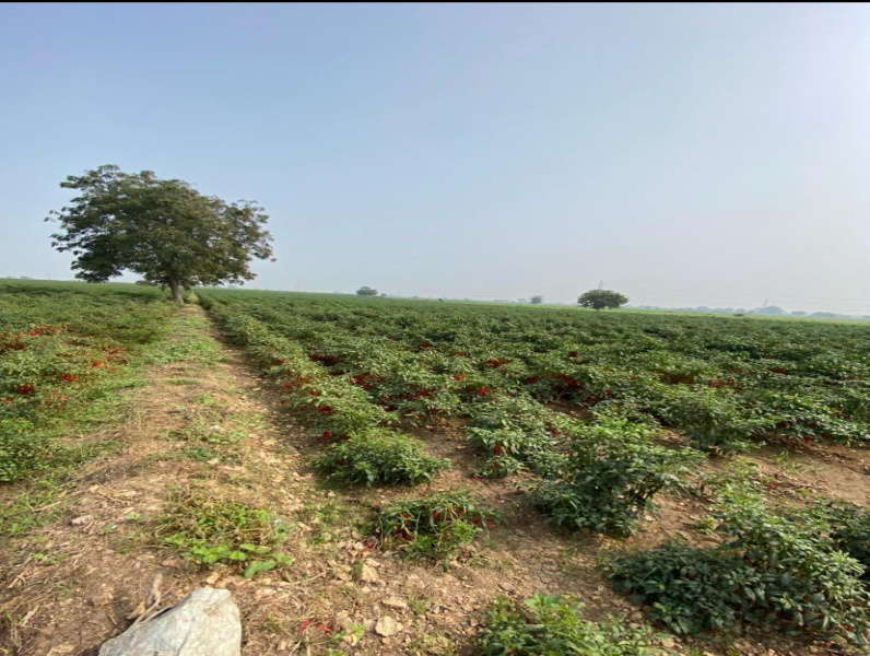  5 Acre Residential Plot for Sale in Gurazala, Guntur