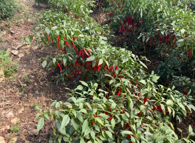  5 Acre Residential Plot for Sale in Gurazala, Guntur