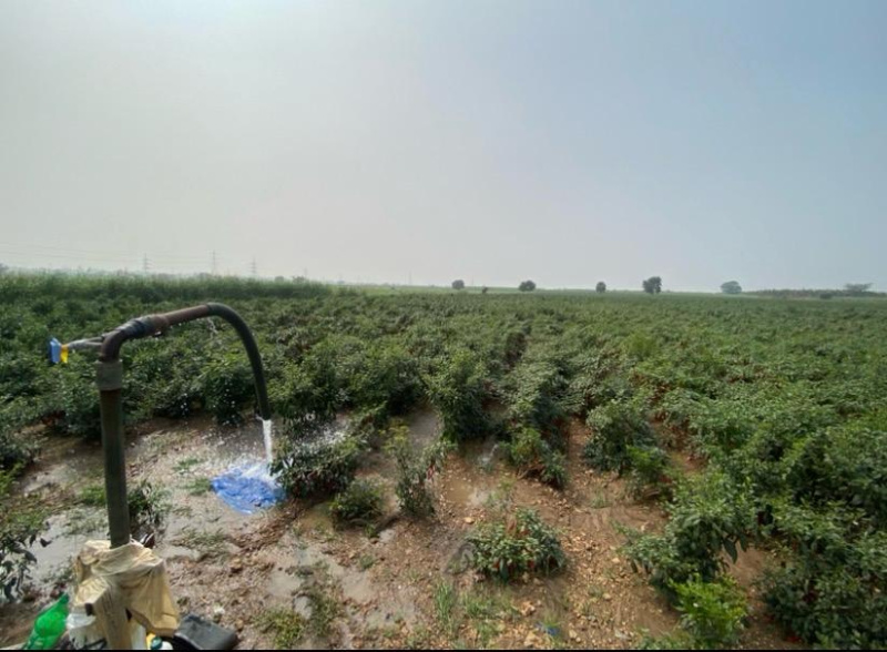  5 Acre Residential Plot for Sale in Gurazala, Guntur