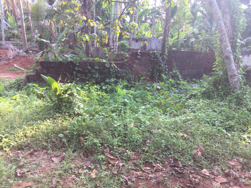  15 Cent Residential Plot for Sale in Kovoor, Kozhikode