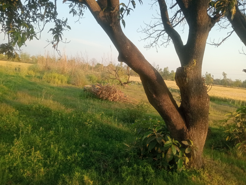  4500 Sq.ft. Residential Plot for Sale in Ramnagar Road, Kashipur