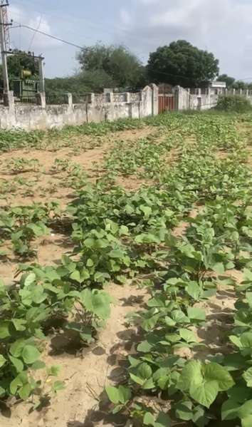 1 RK 1 Bigha Farm House for Sale in Parbatsar, Nagaur