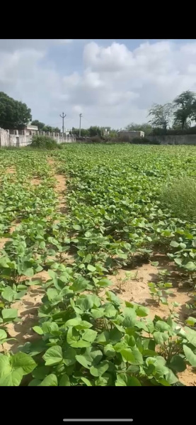1 RK 1 Bigha Farm House for Sale in Parbatsar, Nagaur