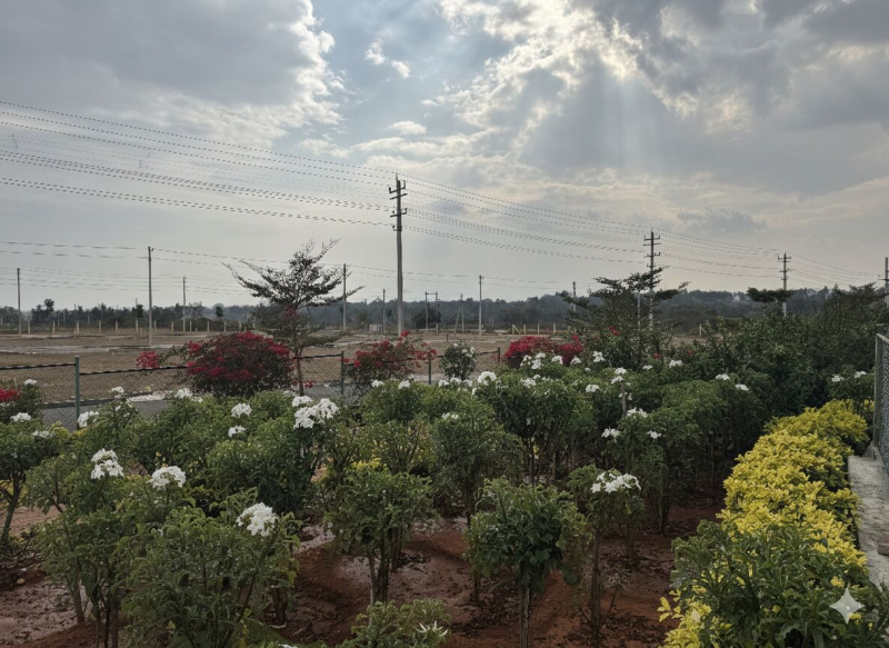  1163 Sq.ft. Residential Plot for Sale in Belavadi, Mysore