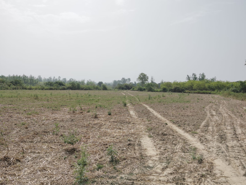  35 Sq.ft. Agricultural/Farm Land for Sale in Shahabad, Rampur