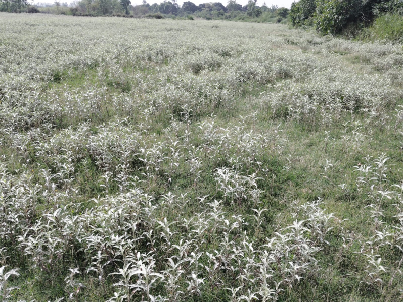  35 Sq.ft. Agricultural/Farm Land for Sale in Shahabad, Rampur