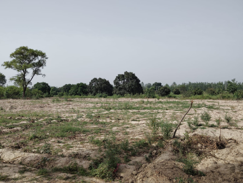 35 Sq.ft. Agricultural/Farm Land for Sale in Shahabad, Rampur