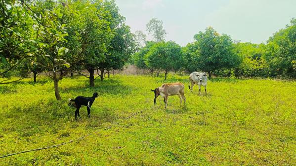  7 Acre Agricultural/Farm Land for Sale in Uthukkottai, Thiruvallur