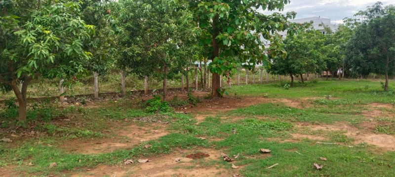  1000 Sq. Yards Residential Plot for Sale in Pedathadivada, Vizianagaram