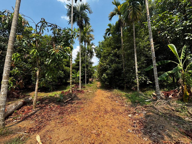 Angamaly, Ernakulam photo 5